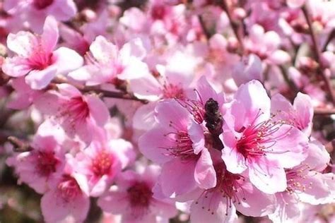 鹹池桃花|鹹池(桃花)